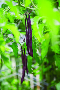 'Purple Peacock' pole beans, a open pollinated vegetable, growing on a trellis in a home&hellip;